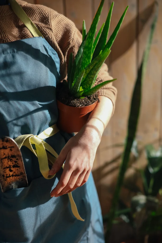 Aloe Vera Plant Care: Light Requirements