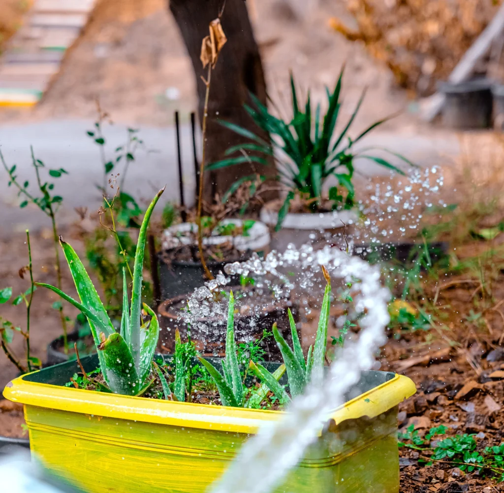 Watering Guide