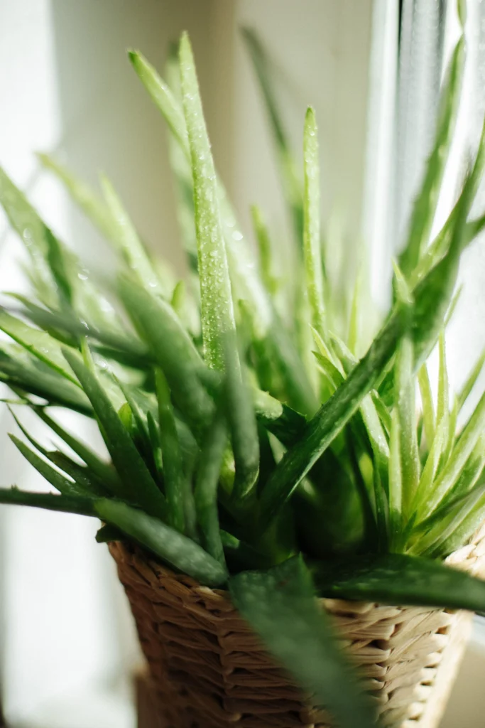 Understanding Your Aloe Vera Plant