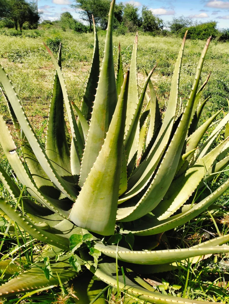 Mature healthy Aloe Vera