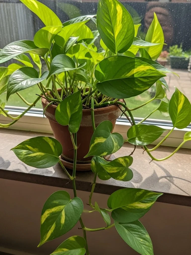 How Often to Water Pothos: A Simple Guide to Caring for Your Plant