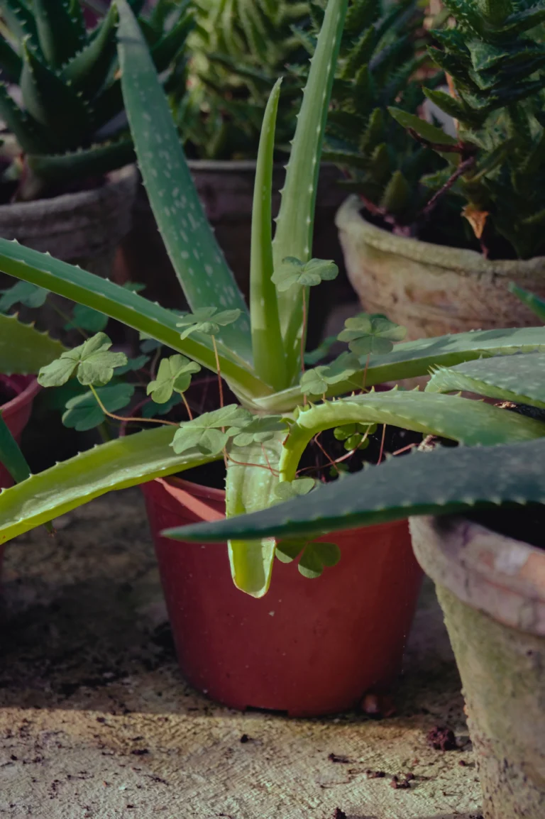Aloe Vera Plant Care: The Complete Indoor & Outdoor Guide