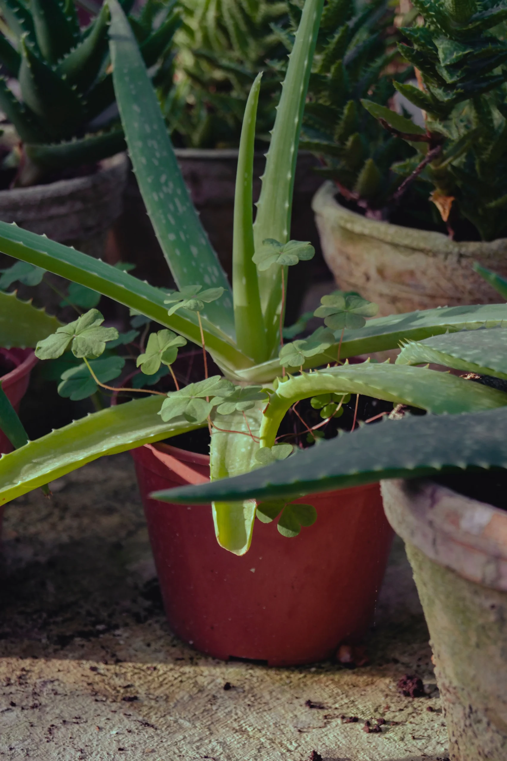 Aloe Vera Plant Care: The Complete Indoor & Outdoor Guide